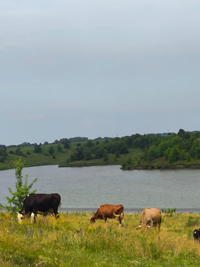 A herd of cows grazes in a meadow on the shore of a body of water, with a rolling, tree-covered landscape in the background under a cloudy sky. The image captures a peaceful rural scene in Anastasivka, Ukraine. There are at least four cows visible in the foreground, one black and white, two brown, and one light brown. The cows are dispersed throughout the grassy meadow, which is dotted with yellow and purple wildflowers. A small tree with green foliage stands to the left of the black and white cow. The water is calm and reflects the overcast sky. The background features a gently sloping hill covered in dense green trees and shrubs, with some scattered power lines visible on the horizon. The overall impression is one of natural beauty and tranquility.