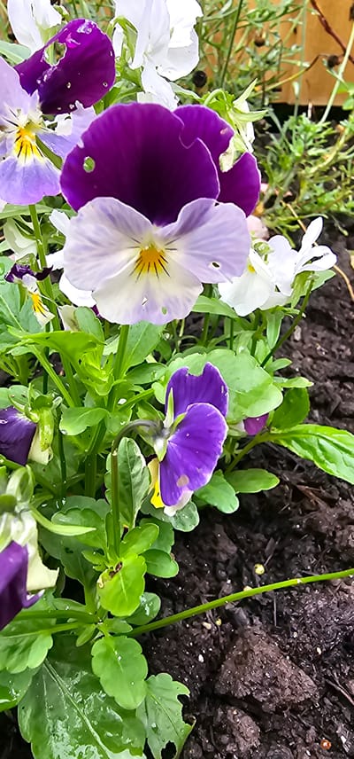 The image shows a close-up view of several pansy flowers in a garden bed. The flowers exhibit a mix of colors, including deep purple, violet, and white, with yellow accents in the centers. Some petals show small perforations, suggesting insect activity. The surrounding foliage is a vibrant green, and the background consists of dark, loamy soil, possibly containing some small white pebbles. The lighting suggests it may be daytime, with the sun casting a soft glow on the petals. There are no people or animals visible in the frame. The image is taken from a slightly elevated angle, looking down into the flower bed.