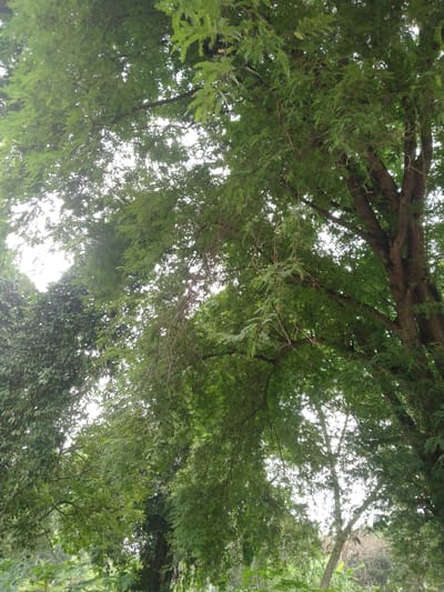 In Mancang, Indonesia, a low-angle shot captures the dense foliage of a large tree, its branches reaching outwards and upwards. The canopy is thick with green leaves, obscuring much of the sky, which appears overcast and bright. Sunlight filters through the leaves, creating dappled patterns. The trunk of the tree is visible on the right side of the frame, its bark rough and textured. In the background, more trees and greenery can be seen, suggesting a natural or semi-natural environment. No people or animals are present in the scene. The overall impression is one of lush, abundant nature.