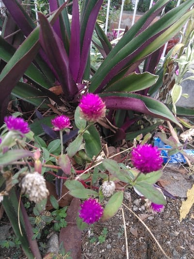 The image depicts a close-up view of vegetation in Cijedil, Indonesia. The scene primarily features several flowering plants. In the foreground and midground, multiple globe amaranth (Gomphrena globosa) plants are visible, displaying vibrant fuchsia-pink spherical flowers, alongside several dried, off-white flower heads. These plants have green leaves and reddish stems. Dominating the background is a large Rhoeo spathacea (Moses-in-the-Cradle) plant, characterized by its long, sword-shaped leaves, which are dark green on the upper surface and deep purple on the underside. The plants are rooted in dark brown, stony soil containing leaf litter. A crumpled blue plastic wrapper is partially visible on the ground to the right of the flowers. In the upper background, a white metal fence or railing is discernible, suggesting an adjacent structure or boundary. No human subjects are present, and no active interactions are observed beyond the natural state of the plants and environment.