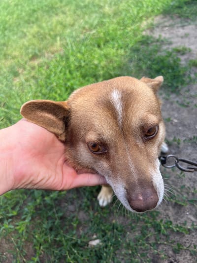 In Sobishchytsi, Ukraine, a close-up shot focuses on the head of a small, tan dog being gently petted by a person's hand. The dog's ears are held by the hand, and its brown eyes look towards the camera. The dog has a white stripe running down its forehead. The background consists of green grass and a dirt path. A metal chain leash is visible to the right of the dog.