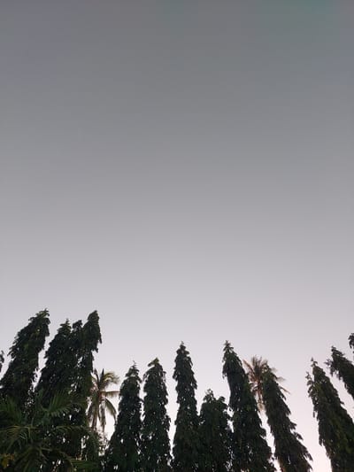 This low-angle shot captures a canopy of trees against a pale, overcast sky. The trees, predominantly tall and dense with dark green foliage, create a jagged line along the right side of the frame, extending upwards. Among them, a single palm tree stands out, its fronds illuminated from behind, suggesting a slight backlight. The sky itself is a uniform gradient of light gray, with a hint of turquoise or pale blue in the upper left corner, implying the presence of light or a distant brighter area. The overall mood is serene and natural, with no discernible activity or human presence. The composition, with the vast expanse of sky dominating the left side, lends a sense of openness and perhaps contemplation. The time of day is not explicitly clear, but the soft, diffused light suggests it could be early morning or late afternoon on a cloudy day. No text is visible in the image. The foliage textures and the presence of the palm tree are notable details.