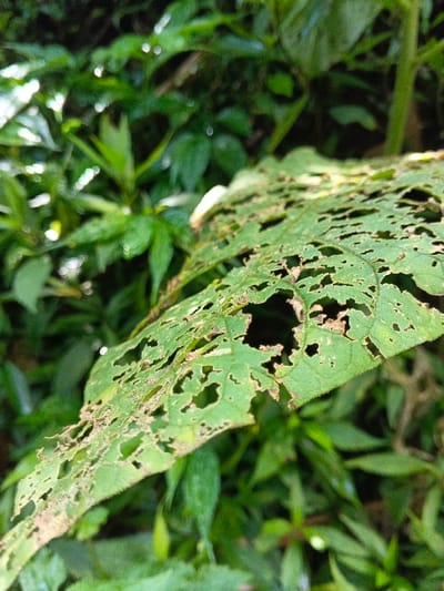 A close-up image depicts a single, heavily damaged green leaf in Mengzi City, China. The leaf, positioned in the foreground and occupying the central-right portion of the frame, exhibits numerous irregular perforations and eaten-away sections across its surface, indicative of insect or pest activity. The edges of these holes show slight browning. The leaf's color is a medium to light green, with visible veins. The background consists of out-of-focus, dense green foliage, suggesting a natural, vegetated environment such as a garden or wilderness area. Natural daylight illuminates the scene, creating soft highlights and shadows. No people, animals, or man-made objects are visible.