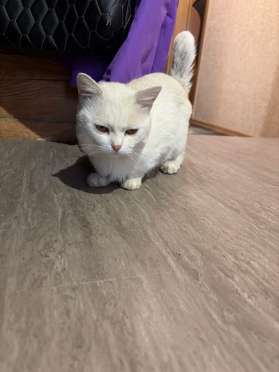 A white cat with grey markings on its tail is sitting on a light brown, wood-patterned floor in an indoor setting. The cat is facing forward with its head slightly down and to the left, and its paws are tucked underneath its body. Behind the cat, a portion of a purple cloth and a black, quilted object are visible, suggesting they are part of a bag or furniture. To the right of the cat, a light-colored wall with vertical lines is partially visible. The scene appears to be in a residential environment. No specific location in the city of Субханкулово, Russia is identifiable from the provided image.