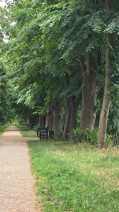 The image depicts a tree-lined path in a park, likely within the city of 's-Heerenberg, Netherlands. The path, made of gravel, extends into the distance on the left side of the frame. On the right side, a row of mature trees with thick, textured trunks forms a dense canopy overhead, casting shadows on the overgrown grass. A dark-colored park bench is situated beside the path, accompanied by a cylindrical waste bin. The overall scene is one of natural tranquility, with lush greenery dominating the landscape. No individuals are visible in the immediate vicinity, though a small figure can be seen in the far distance along the path, suggesting the park is accessible to the public. The lighting indicates it is daytime, possibly overcast, as there are no strong highlights.