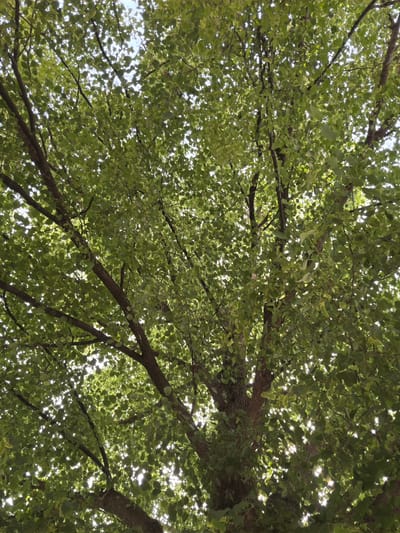 The image is a ground-level perspective shot looking up into the canopy of a tree. The leaves are predominantly green, and the branches are brown and extend across the frame. Light from above filters through the leaves, creating bright spots against the darker foliage. Small patches of sky are visible between the leaves. No people are visible in the image. There is no indication in the image that it is located in Dolna Mitropolia, Bulgaria.
