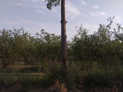The image depicts an outdoor scene in the city of Haveli Jhangranwali, Pakistan. In the foreground, a tall, rough-barked tree stands prominently. Behind it, a grove of fruit trees, likely citrus, is visible, with their branches laden with foliage and some bearing small fruits. The ground is covered with grass and dry vegetation, suggesting a rural or agricultural setting. The sky is partly cloudy, with wispy white clouds against a light blue backdrop, indicating fair weather. The lighting suggests it is either early morning or late afternoon. There are no people or animals visible in the frame. The overall impression is one of a tranquil orchard.
