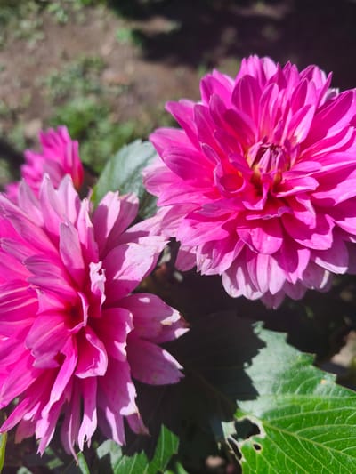 Two vibrant pink dahlia flowers are the main subjects of this image. The flower in the foreground on the left is slightly out of focus, while the one on the right is in sharp focus, revealing intricate petal details and a hint of yellow at its center. Partially visible behind these, another pink dahlia bud or flower can be seen. Lush green leaves with some minor damage, such as small holes, are present in the lower right portion of the frame. The background is a blur of soft greens and browns, suggesting an outdoor garden setting. The lighting indicates a sunny day, casting shadows on the petals and leaves. This scene is likely a close-up shot of flowers in a garden in Nevinnomyssk, Russia.