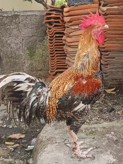 A rooster stands on a gray concrete surface next to a stack of orange roof tiles in Limbangan Sari, Indonesia. The rooster is facing right, with its head turned slightly towards the viewer. It has a prominent red comb and wattles, a reddish-brown and gold speckled neck and chest, and a tail with white, black, and green feathers. The background shows a textured gray wall and a patch of greenery. The ground is covered in small stones and scattered dry leaves.