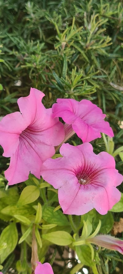 This is a close-up, horizontal, outdoor photograph featuring three vibrant pink petunias in full bloom. The flowers are the primary subjects, with their trumpet-shaped petals and darker pink veins radiating from the center. The texture of the petals appears delicate and slightly ruffled.
The flowers are set against a blurred background of lush green foliage, likely from other plants in the garden or surrounding greenery. To the left, there is a dense arrangement of thin, needle-like green leaves, possibly rosemary or a similar herb, providing a contrast in texture to the soft petals of the petunias. To the right, the green leaves are broader and lighter in color, suggesting different plant species.
The lighting suggests it is daytime, with sunlight illuminating the flowers and creating subtle shadows. There are no people visible in the image, and no specific activity is taking place other than the natural growth and blooming of the flowers. The overall mood is peaceful and natural, highlighting the beauty of the flowers.
The location context of Aiello del Friuli / Dael, Italy, implies a setting that is likely a garden or park in a temperate climate, suitable for growing these types of flowers. No visible text is present in the image. The focus is entirely on the floral subject matter and its natural surroundings.