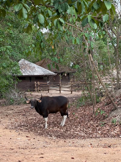 The image shows a gaur, a large bovine native to South and Southeast Asia, standing on a dirt path adjacent to a building with a corrugated metal roof. The building is partially obscured by trees and vegetation. The location is inferred to be near the city of Suthep, Thailand, based on the prompt. The path is covered with fallen leaves and leads away from the building. The gaur has dark brown fur and white markings on its legs. The surroundings are dense with trees and greenery.