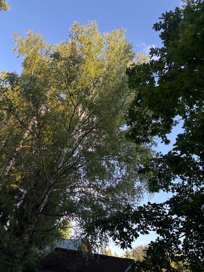 This media file shows a view looking up into the canopy of several trees against a clear blue sky with a few wispy clouds. The perspective is from below, emphasizing the scale and density of the foliage. In the foreground and extending diagonally upwards, a large birch tree with its characteristic white, peeling bark is prominent. Its branches are laden with green leaves, some of which are illuminated by sunlight, creating a dappled effect.

To the left and upper right of the frame, darker green leaves of another type of tree, possibly oak due to the leaf shape visible in some areas, form a dense canopy. These leaves appear more shadowed, contrasting with the brighter foliage of the birch.

In the far right of the image, a portion of a building with a dark, reddish-brown roof and a light-colored wall is visible, suggesting an urban or suburban setting. The overall scene evokes a feeling of peacefulness and the natural beauty of a summer day. The bright sky and the lush greenery indicate it is daytime, likely late morning or afternoon, with fair weather. There is no visible text in the image.