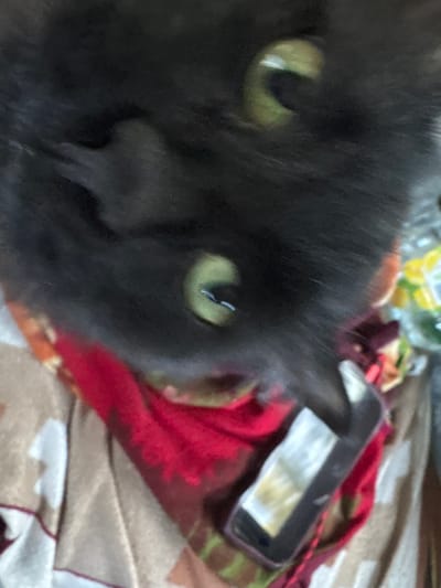 The image shows a close-up view of a black cat's face, with its green eyes visible. The cat appears to be looking down, possibly at an object in front of it. The cat is lying on a surface covered with a red cloth, which is patterned with some lighter colors. The background is blurred, but it seems to be an indoor setting. There are no people or any specific landmarks that can identify the location within the city of Makaryev, Russia.