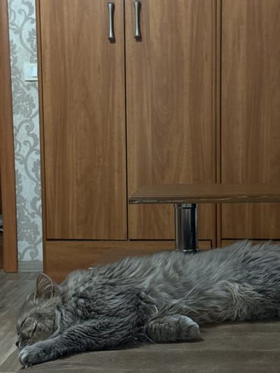A long-haired gray cat is sleeping on a brown surface in front of a wooden wardrobe. The wardrobe has two doors with silver handles at the top. To the left of the wardrobe, there is a wall with light-colored floral wallpaper. A light switch is visible on the wallpaper. In front of the wardrobe, there is a horizontal wooden shelf supported by a chrome cylindrical leg. The scene appears to be indoors, possibly in a residential setting. The location is specified as Raivka, Ukraine.