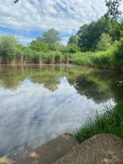 The image shows a calm body of water reflecting the sky and surrounding vegetation. On the far bank, dense reeds and trees create a lush green backdrop under a partly cloudy blue sky. The water's surface has a slightly murky appearance with some scattered debris or algae. In the foreground, two weathered stone steps descend towards the water, with green grass growing around them and along the water's edge. This scene appears to be a natural pond or lake within a park or nature reserve, likely in Sachsenheim, Germany, given the context. There are no people or animals visible in the image, and no specific actions are taking place. The environment is natural and peaceful.