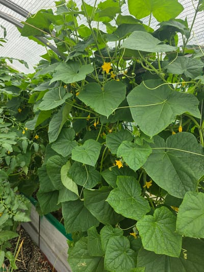 The image shows a close-up view of a cucumber plant growing in a greenhouse. The plant has large, green leaves and small yellow flowers. Several young cucumbers are visible, hanging from the vine. The greenhouse structure, made of metal and transparent sheeting, is partially visible in the background. The scene is set in Проводник, Russia, specifically in a greenhouse environment. There are no people or animals visible in the image. The focus is on the healthy growth of the cucumber plants.