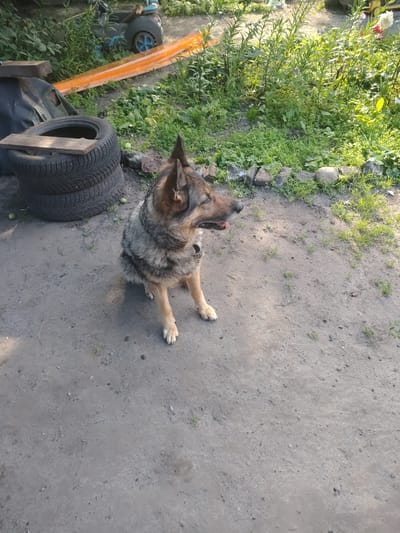 A German Shepherd dog sits on a dirt ground, facing right with its tongue slightly out. The dog has tan and gray fur. Behind the dog, to the left, are two stacked tires with a piece of wood on top. Further back, there is a small toy vehicle with blue wheels and an orange track. The background consists of green grass, plants, and some scattered rocks. The scene appears to be an outdoor area, possibly a yard or a rural setting in Bakhmach, Ukraine.