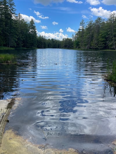 The image shows a calm lake surrounded by a dense forest of pine trees under a blue sky with scattered white clouds. The water reflects the sky and the trees, creating a serene and natural scene. In the foreground, the edge of the lake is visible with some vegetation and what appears to be a small, weathered wooden structure or debris. There is a small dark object, possibly a bird or a floating log, in the middle distance on the water. The location is identified as Greig, United States.