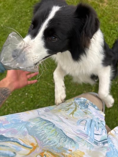 The image shows a black and white border collie dog with its head tilted to the side, sniffing a plastic water bottle held by a person's hand. The dog's tongue is visible as it interacts with the bottle. The scene appears to be outdoors, with a grassy area in the background and the lower part of a person's legs, clad in a patterned fabric, in the foreground. The image does not contain any information or visual cues that would allow for its location to be identified as Mārupe, Latvia.