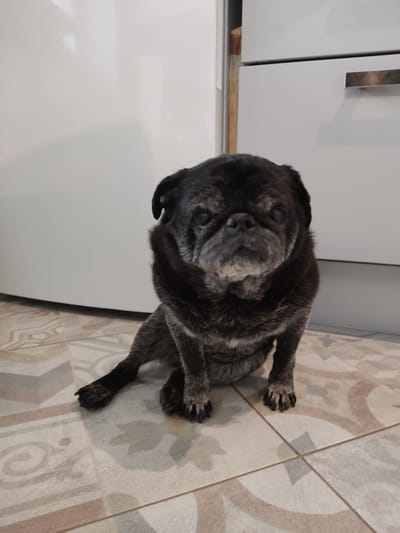 A black pug dog is sitting on a tiled floor in a room. The pug is facing the camera and has its head tilted slightly to the left. The dog's fur is dark and appears to be slightly graying around its muzzle and eyes, suggesting it may be an older dog. Its eyes are dark and alert, and its wrinkled face is characteristic of the breed.
The dog is positioned on a floor with square tiles in a neutral color palette of beige, tan, and light gray, featuring decorative patterns. To the left of the dog, there is a section of what appears to be a white cabinet or appliance, with a brushed metal handle visible. The lighting in the room suggests it is daytime, with the light source casting a soft shadow from the dog onto the floor. There is no visible text in the image. The overall impression is a domestic setting, likely a kitchen or hallway, where the pug is resting. The dog's posture and expression do not convey any strong emotion, appearing relaxed and observant.