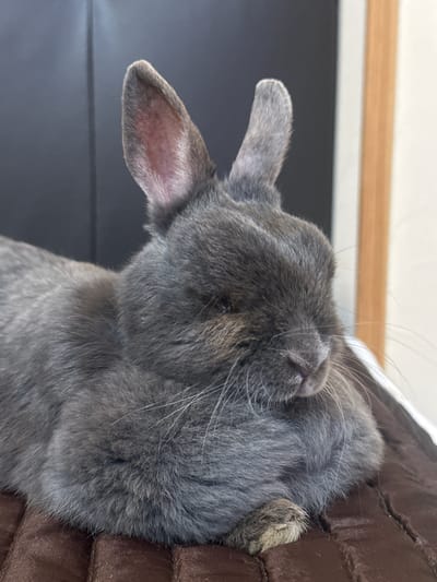 The image shows a close-up, top-down view of a grey rabbit sleeping. The rabbit is nestled into a brown, quilted surface, likely a bed or cushion. Its ears are visible, one slightly pointed upwards and the other resting back. The rabbit's face is partially obscured as it sleeps, with its nose and whiskers visible. The fur is a soft grey, and the overall impression is one of peaceful rest. The background is blurred, with hints of a light-colored surface and a wooden element above, suggesting an indoor setting. The lighting appears to be soft, consistent with natural light in a room. There is no visible text in the image. The provided location context of Lloret De Mar, Spain does not offer specific cues within the image itself, as the scene is generic to any indoor environment where a rabbit might be kept. The activity is simply sleeping.