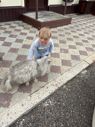 In Русский Турек, Russia, a light-skinned toddler with blond hair, wearing a light blue long-sleeved shirt and blue jeans, interacts with a long-haired gray cat on a patterned paved courtyard. The toddler, facing the cat, leans forward with their right hand extended towards the animal's back. The cat, positioned to the left of the toddler, faces away from the viewer and appears to be looking towards the child. The courtyard features a repeating pattern of interlocking light gray and reddish-brown tiles. In the background, a building with brown trim and a dark brown door is visible. The scene is captured from a slightly elevated, overhead perspective.
