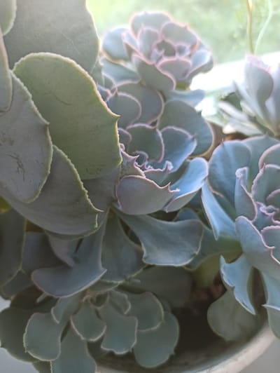 The image displays a close-up view of a succulent plant, likely an Echeveria variety, with its characteristic rosette-shaped arrangement of thick, fleshy leaves. The leaves are a dusty blue-green color with subtle pinkish edges, and some appear to have a fine, powdery coating. The lighting suggests it is daytime, with soft light illuminating the leaves and creating subtle shadows. The background is out of focus, hinting at an outdoor or window setting with diffused light. There is no indication of the city of Promyshlennaya, Russia, in the image itself. The scene is static and focuses solely on the botanical subject.
