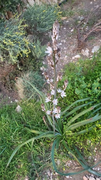 An outdoor photograph, taken at eye-level, captures a flowering Asphodel plant (likely *Asphodelus aestivus*) standing erect in an uncultivated area within Santa Ponça, Spain. The plant's central stalk, approximately 40-50 cm in height, displays numerous white, six-petaled flowers with reddish-brown linear markings and yellow anthers; some are fully open, while others appear as closed buds or partially faded structures. Long, dark green, strap-like leaves extend radially from the plant's base onto the ground. The immediate surrounding ground consists of dry light-brown soil, numerous small light-colored pebbles, and scattered patches of green grass and low-lying clover-like vegetation. The background features denser scrubland with light green bushes and small yellow flowers to the upper left, and sparser rocky ground with exposed soil and a visible dead root structure to the upper right. The scene is illuminated by natural daylight. No people, animals, or man-made structures are visible.
