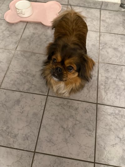An indoor scene in Vellmar, Germany, displays a small, brown and tan colored dog with medium-length fur positioned centrally on a light gray tiled floor. The dog is looking directly upwards. Its fur is darker brown on its head and back, with lighter tan or cream fur visible around its muzzle, chest, and ears. Its mouth is slightly open, revealing some lower teeth. To the upper left of the dog, a light pink, bone-shaped mat lies on the tiled floor. A small, white ceramic bowl with a decorative relief, possibly a bow, on its side is placed on the pink mat. The floor consists of square, light gray tiles with a subtle marbling pattern and dark gray grout lines.