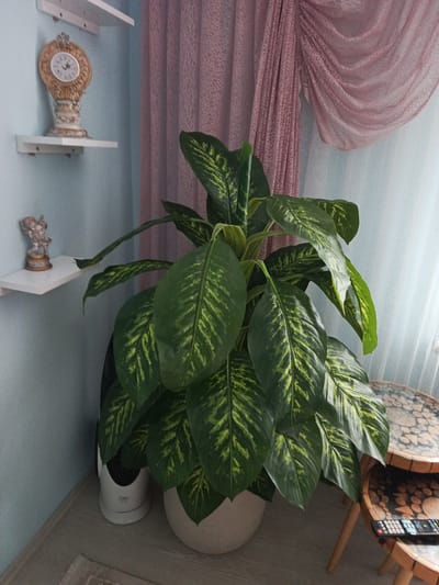 The image depicts an indoor scene, likely a living room, in İnegöl, Turkey. The focal point is a large, lush Dieffenbachia plant in a light-colored pot. The plant's large, green leaves are variegated with irregular streaks of yellow. To the left of the plant, two white shelves are mounted on a light blue wall. The top shelf holds a decorative golden clock with Roman numerals, and the bottom shelf displays a small, silver figurine of two figures.
Behind the plant, a pink, sheer curtain is draped, partially obscuring a window. The curtain has a subtle textured pattern. To the right of the plant, a small, round, wooden side table with multiple tiers is visible. The table has a mosaic-like top made of wood pieces. A black television remote control rests on the lower tier of the table. In the bottom left corner, a white appliance, possibly a small fan or air purifier, is partially visible, with the brand name "Fakir" visible on it. The floor is covered with light-colored laminate flooring and a neutral-toned rug. The lighting suggests it is daytime, with natural light filtering through the window. There is no visible activity or people in the image, creating a still and serene atmosphere.