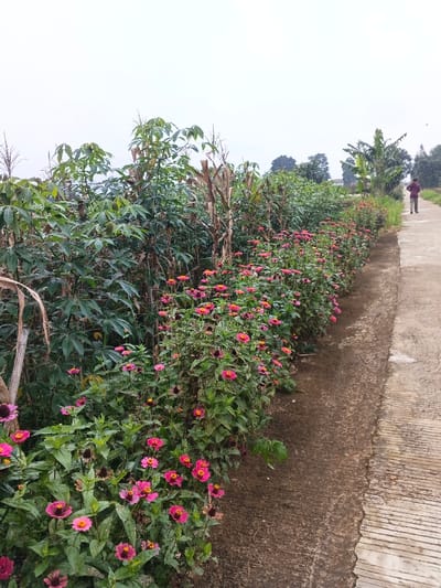 A rural scene showcases a concrete path bordering a vibrant flowerbed of pink Zinnias. Behind the flowers, lush green cassava plants mix with drying corn stalks. In the distance, a person walks along the path towards the right, under a cloudy sky. Patches of taller trees further back create a natural backdrop to the agricultural setting.