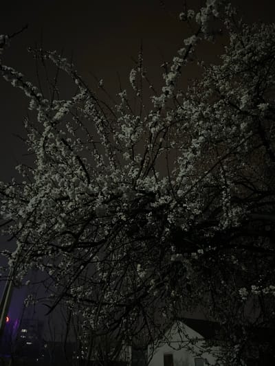The image depicts a night scene in Karmana, Uzbekistan. The dominant subject is a deciduous tree in full bloom, covered with numerous small, light-colored flowers, obscuring much of its dark, bare branches. The tree occupies the majority of the frame, from the foreground to the midground, silhouetted against a dark, overcast or hazy night sky. In the lower-left background, a tall, multi-story building is partially visible, featuring a distinct reddish-purple light source near its upper section. Further right, in the lower-mid background, a white residential-style building with a dark-pitched roof and two visible windows, one with a red shutter, is partially obscured by the tree's foliage. No individuals or specific actions are discernible. The environment appears to be an urban or semi-urban setting illuminated by artificial light sources.