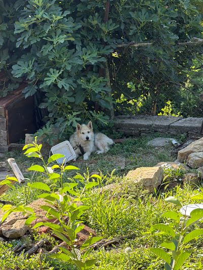In the city of Gorno Pavlikene, Bulgaria, a medium-sized, light-colored dog with tan and white fur lies on the ground in a yard. The dog is wearing a dark harness. To the left of the dog is a white plastic bucket, tipped on its side. Behind the dog is a large fig tree with dark green leaves. To the left of the fig tree is a rustic structure with a red roof and a dark opening. The ground is covered in grass and scattered rocks. A wire fence runs along the back of the yard, behind which more greenery is visible. The scene is illuminated by sunlight, creating shadows and highlights throughout the yard.