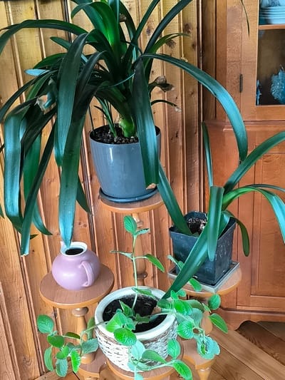 A medium shot captures an indoor arrangement of potted plants against a wooden paneled wall and a wooden cabinet. In the foreground, a small, light pink teapot with a handle and spout sits on a small, round, wooden pedestal. To the right and slightly behind the teapot, a woven pot containing a sprawling green plant with serrated leaves is placed on another small, round, wooden pedestal. Further back, a tall, dark green leafy plant in a dark gray pot stands on a wooden pedestal. To the right of this, another tall, dark green leafy plant in a black plastic pot is also on a wooden pedestal. The wooden cabinet is visible on the right side of the image, with a partially open door revealing blue decorative items. The lighting suggests an indoor environment, possibly a home, and there are no people or animals present in the scene. The scene is located in Žiaukos, Lithuania.