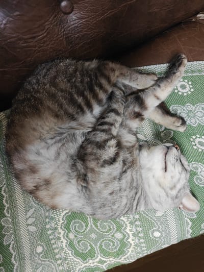 A tabby cat is sleeping curled up on a green blanket, which is on a brown leather surface. The cat's body is mostly hidden by its curled position. Its head is tilted back with its mouth slightly open, and its eyes are closed. The blanket has a white patterned design. The brown leather surface appears to be part of a piece of furniture. The image is taken from a high angle. There are no people visible in the image. The location is identified as Kotelva, Ukraine.