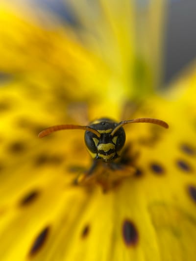 This is a close-up, high-angle macro photograph of a wasp on a yellow surface, likely a flower petal. The wasp is the primary subject, with its head and antennae prominently in focus. Its black and yellow striped pattern is clearly visible. One antenna is bent slightly forward, and the other is curved upwards. The background is a vibrant, blurred yellow with some dark, oval shapes scattered across it, which could be markings on the petal. The shallow depth of field blurs the background, emphasizing the sharp details of the wasp's head and antennae. The lighting appears bright, suggesting daylight. The scene is set outdoors, likely in a natural environment. No people are visible. There is no visible text. The location context is Novoselytsia, Ukraine.