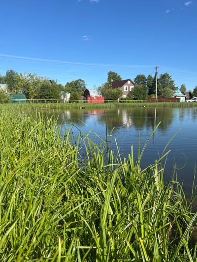 The image depicts a serene outdoor scene at a dacha settlement in Slava Snt, Russia, on a clear, sunny day. In the foreground, lush green reeds and tall grass grow along the edge of a calm body of water, their blades catching the sunlight. The water's surface is smooth, reflecting the bright blue sky and the surrounding environment. Across the water, a fence line is visible, with a yellow ribbon strung along its top. Beyond the fence, several houses are nestled amongst trees. One prominent house is brown with white trim and multiple windows, while other buildings, including a red structure with a silver roof and a green-roofed shed, are also present. Trees with dense green foliage dot the landscape, and a utility pole with wires stands to the right. The sky is a vibrant, cloudless blue, with a few faint white clouds high up. The overall impression is one of a peaceful, rural summer day in a Russian dacha community.