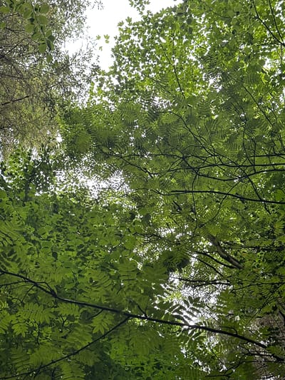 An upward view from a low angle shows a canopy of green leaves and branches against a bright, overcast sky. The foliage is dense and forms a layered pattern, with sunlight filtering through in places. The leaves appear to be from multiple types of trees. The scene is devoid of human presence. The image depicts a natural setting within the grounds of Castlecomer Demesne, County Kilkenny, Ireland.
