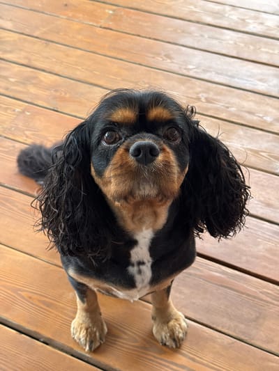 A close-up, eye-level shot shows a Cavalier King Charles Spaniel sitting on a weathered wooden deck. The dog faces the camera with its head tilted slightly, its dark brown eyes prominent. Its fur is a mix of black and tan, with a white blaze on its chest. The dog's ears are long and wavy, framing its face. The background consists of parallel wooden planks, indicating an outdoor setting, possibly a porch or patio. The lighting suggests it is daytime, with natural light illuminating the scene. The specific location of Andriankovo, Russia, is not determinable from the visual information provided.