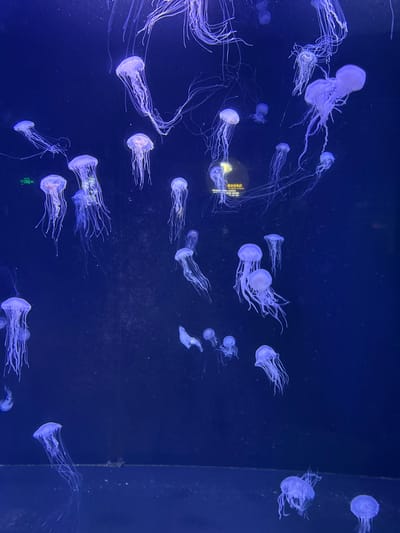 The scene depicts an aquatic display tank located at the Qingdao Polar Ocean World in Shinan District, Qingdao, China. Numerous translucent jellyfish, varying in size, are suspended and drifting within the dark blue illuminated water. Each jellyfish exhibits a bell-shaped body and multiple long, thin, trailing tentacles. The background is uniformly dark blue. A faint, circular, illuminated object with illegible text is visible in the upper-mid right section of the tank, likely an informational display or reflection. Minor particulate matter or surface marks are faintly discernible on the tank's interior. No human figures are present.
