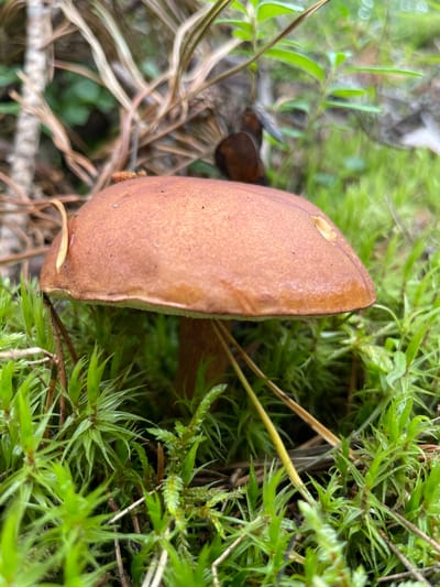 A close-up, eye-level shot captures a single brown mushroom emerging from a bed of vibrant green moss. The mushroom's cap is a smooth, convex shape with a slightly glossy texture, and a small piece of a dried leaf is attached to its left side. The stem of the mushroom is visible and appears to be a similar brown color as the cap. Surrounding the mushroom, the moss is dense and forms a soft carpet, with numerous thin, dry twigs interspersed throughout. In the background, out-of-focus elements suggest a forest floor environment, with hints of vegetation and tree bark. The lighting is natural, creating soft shadows and highlighting the textures of the moss and mushroom. The image was taken in Solov'evka, Russia.