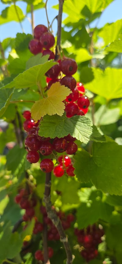 This is a close-up, vertical, eye-level shot of a branch of red currants on a bush. The currants are a deep red, round, and clustered together on thin stems. Some of the currants are partially obscured by bright green leaves, while others are more prominently displayed. One yellow leaf is visible among the green foliage. The background is blurred, showing more green leaves and a hint of a bright blue sky. The image appears to have been taken outdoors during the daytime, likely in a garden or natural setting in Manderbach, Germany, given the context of the location. There are no people or animals visible in the image. The overall impression is one of fresh, ripe fruit on a sunny day.