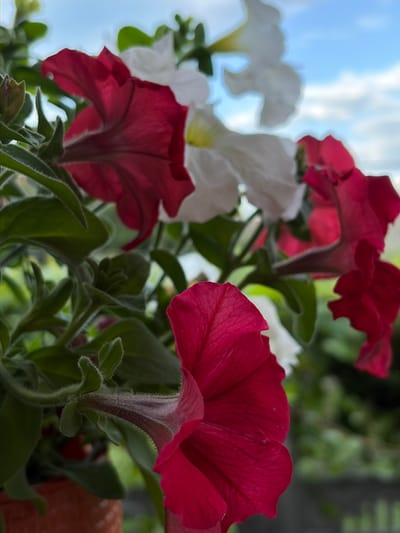 This image is a close-up, eye-level shot of a cluster of petunia flowers, predominantly red and white, in an outdoor setting. The flowers are in focus, with their delicate petals and fuzzy green stems clearly visible. In the background, a blurred sky with white clouds can be seen, suggesting an outdoor environment. The image does not contain any people or specific identifiable landmarks that would indicate a precise location within Chermen, Russia. The composition focuses solely on the flora, with the petunias being the primary subjects. The lighting suggests it is daytime, with natural light illuminating the flowers.