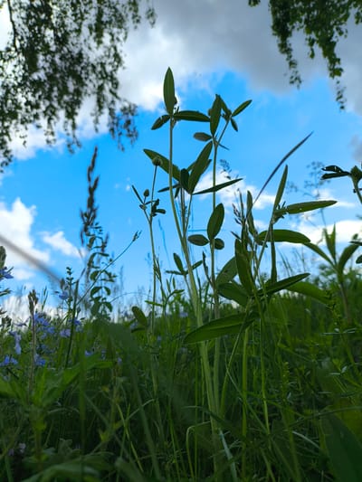 The image depicts a ground-level view of a grassy area, possibly a field or meadow, in Mar'inskoe, Russia. Various types of green grasses and other plants fill the frame, with a few taller plants featuring distinctive elongated leaves extending upwards. In the background, a blue sky with white clouds is visible, partially obscured by tree branches with green leaves, indicating an outdoor location. There are small blue flowers scattered among the grass. No people or animals are visible.