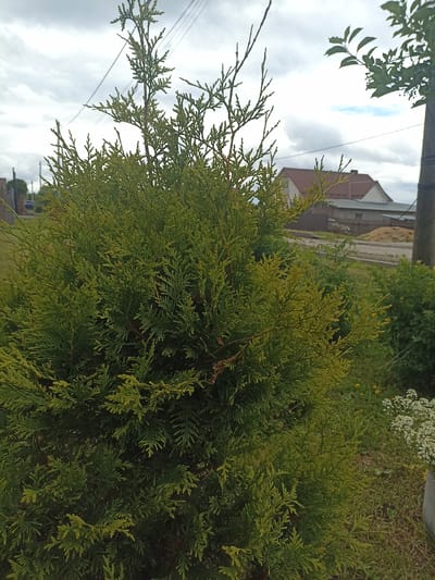 A close-up shot focuses on a vibrant green conifer tree, likely a cypress or cedar, dominating the foreground. Its feathery foliage, in varying shades of green and yellow, creates a dense, lush texture. In the background, a hint of a rural landscape unfolds. A light-colored building with a reddish-brown roof is visible, suggesting a residential area. A wooden fence separates the property from a dusty road. The weather appears overcast, with clouds obscuring a bright sky. The overall mood is serene and natural, characteristic of a countryside setting. The image captures a moment of quiet outdoor tranquility. There is no visible text.