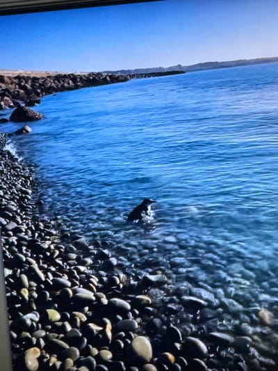 A rocky shore meets the bright blue water of the ocean under a clear sky. A breakwater constructed of large rocks extends into the water from the left side of the image. A single penguin is visible in the water near the shore, partially submerged and facing left. The foreground is filled with smooth, dark, and light-colored pebbles.