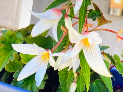 This image captures a close-up view of several white begonia flowers with delicate pink tips and bright yellow stamens. The flowers hang from slender, red stems amidst lush green, serrated leaves. The background is softly blurred, suggesting an outdoor setting, with hints of a light-colored building and possibly a fence or railing. The lighting indicates it is daytime, with sunlight casting subtle shadows. The overall scene is serene and botanical, focusing on the intricate beauty of the begonia blossoms and foliage. No people or specific city landmarks are visible, making it impossible to determine a precise location within Purkersdorf, Austria, or any other city. The image focuses solely on the flora.