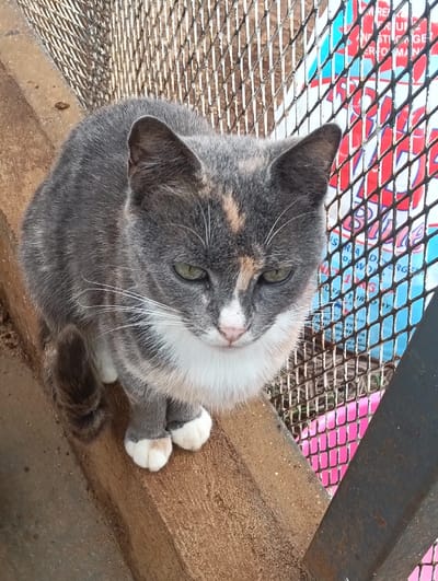 A dilute tortoiseshell domestic cat, featuring grey fur with white markings on its chest, paws, and snout, and light orange-tan patches on its forehead, is depicted sitting on a textured, light brown support beam. The cat has prominent green eyes and white whiskers, and its tail is curled and partially visible on the left. In the background, a silver-colored wire mesh fence with a diamond pattern is visible. Immediately beyond the fence, a crumpled blue and red plastic sheet or banner is present, displaying white text fragments including "KENYA," "REAL ESTATE," "LIMURU," and a partial phone number beginning "TEL: 07**." This sign indicates the scene's location in the city of Limuru East ward, Kenya. A bright pink, square-gridded object is visible below the banner. A dark, vertical structural element, possibly metallic, frames the right side of the image. The cat is stationary, looking slightly downward; no other animate subjects or direct interactions are observed.