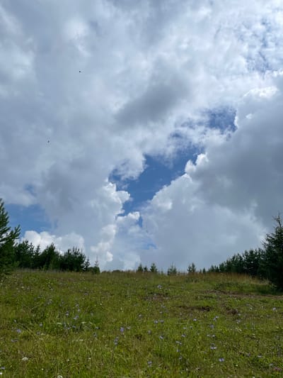 A view from a wildflower meadow overlooking a dense line of evergreen trees under a dramatic sky in Bereznik, Russia. The meadow is covered in a variety of green grasses and small blue and white wildflowers. The trees form a dark, textured horizon line. Above, a sky filled with large, puffy clouds, with patches of bright blue sky peeking through. Two small birds are visible in the sky.