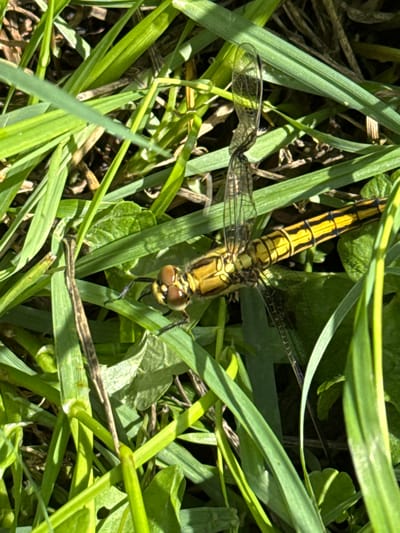 A close-up, overhead shot shows a yellow and black dragonfly resting on bright green grass. The dragonfly is oriented horizontally, with its head to the left. Its body is segmented and a vibrant yellow with distinct black stripes. The insect has large, prominent compound eyes, which appear amber in color. Its wings are transparent with a delicate network of veins, and they are partially spread. The grass around the dragonfly is lush and appears to be growing in a natural, outdoor environment. The background is a blur of brown and green, suggesting other vegetation or soil. The lighting indicates it is daytime, with sunlight casting shadows on the grass blades. The image does not contain any elements that can be used to identify its location in Vorsma, Russia.